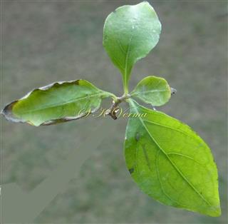  Leafy shoot-Leaves opp. and unequal
